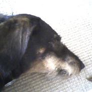 Gravhund Sofus ( Nu er han død ) 