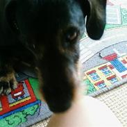Gravhund Sofus ( Nu er han død ) 