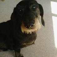 Gravhund Sofus ( Nu er han død ) 
