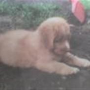 Nova scotia duck tolling retriever Silas <'3