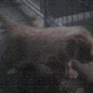 Nova scotia duck tolling retriever Silas <'3