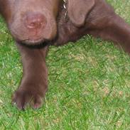 Labrador retriever Brutus