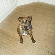 Amerikansk bulldog Shinka