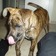 Amerikansk bulldog Shinka