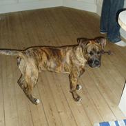 Amerikansk bulldog Shinka