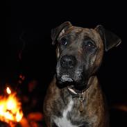 Amerikansk bulldog Shinka