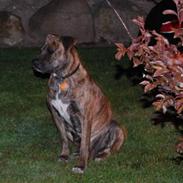 Amerikansk bulldog Shinka