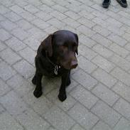 Labrador retriever Fiona