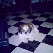 Shih tzu Gizmo