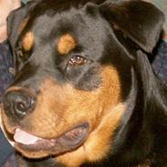 Rottweiler Cæsar