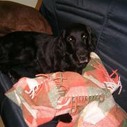 Flat coated retriever Dixy - R.I.P <3