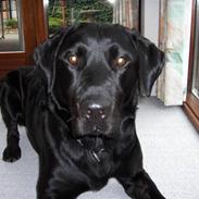 Labrador retriever Rico