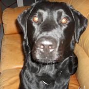 Labrador retriever Rico