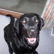 Labrador retriever Rico