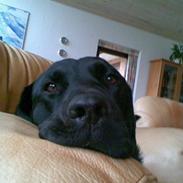 Labrador retriever Rico