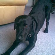 Labrador retriever Rico