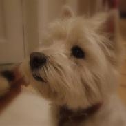 West highland white terrier Sjoske † Døde 7/9 2009†  