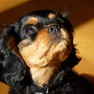 Cavalier king charles spaniel Ludvig