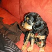 Cavalier king charles spaniel Ludvig