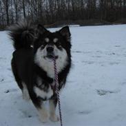 Finsk lapphund Leijona Aila Mille