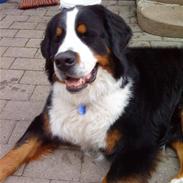 Berner sennenhund Pilo