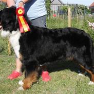 Berner sennenhund Pilo
