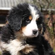 Berner sennenhund Pilo