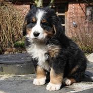 Berner sennenhund Pilo