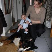 Berner sennenhund Pilo