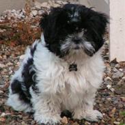 Shih tzu Fifi