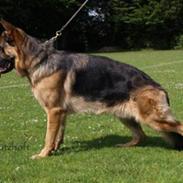 Schæferhund Janki Zarko R.I.P