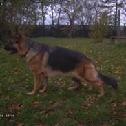 Schæferhund Janki Zarko R.I.P