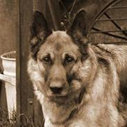 Schæferhund Mille
