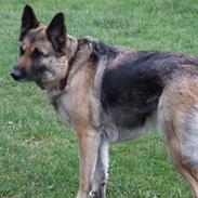 Schæferhund Mille