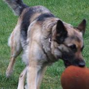 Schæferhund Mille