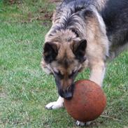 Schæferhund Mille