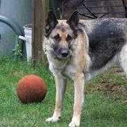 Schæferhund Mille