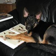 Schæferhund Baluk R.I.P