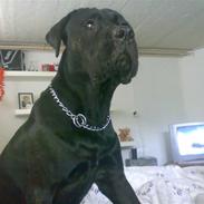 Blanding af racer Tayson