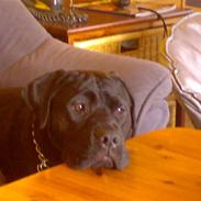 Blanding af racer Tayson