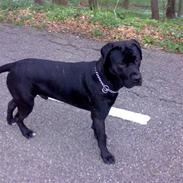 Blanding af racer Tayson