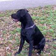Blanding af racer Tayson