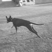 Dobermann Torontos Lady