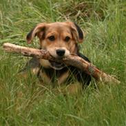 Blanding af racer Akira