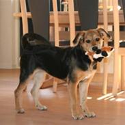 Blanding af racer Akira