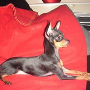 Prazsky krysarik Amazing Zi-Zi