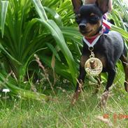 Prazsky krysarik Amazing Zi-Zi