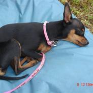 Prazsky krysarik Amazing Zi-Zi