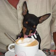 Prazsky krysarik Amazing Zi-Zi