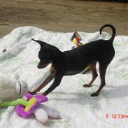 Prazsky krysarik Amazing Zi-Zi